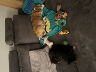 [Image: 87284-D65-E961-4-B3-E-AEB3-60-BB6337010-E.jpg]