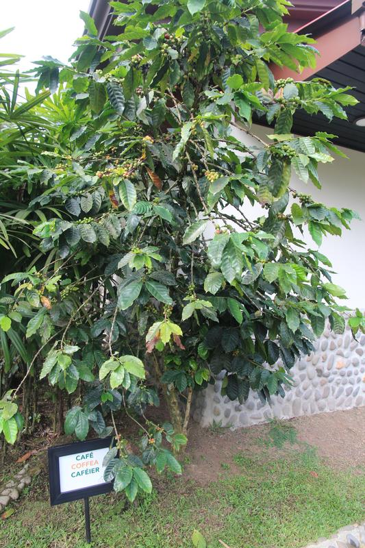 DE TORTUGAS Y PEREZOSOS. COSTA RICA 2019 - Blogs de Costa Rica - DIA 9: CAVERNAS DE VENADO (48)