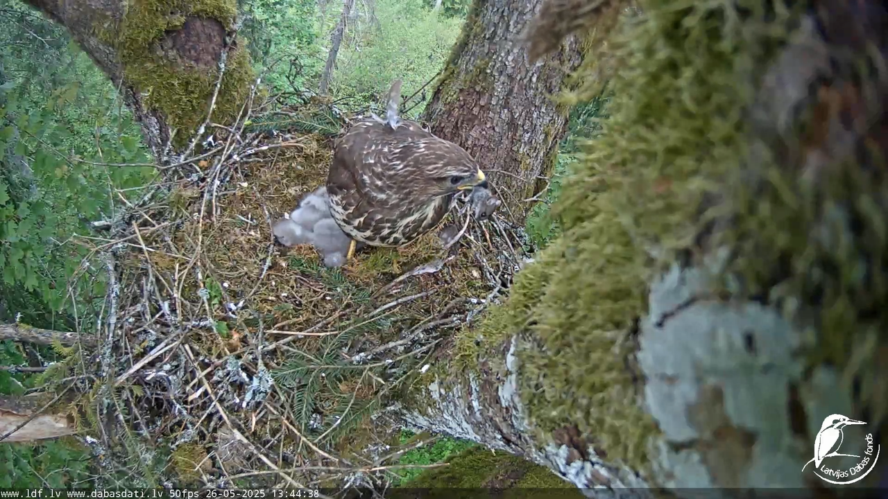 Melnās klijas (Milvus migrans) Kurzemē_ peļu klijāni (Buteo buteo) 12-54-28 screenshot