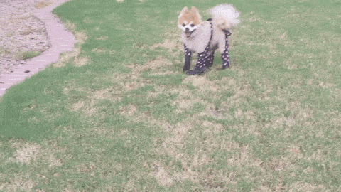 daily-gifdump-3405-12.gif