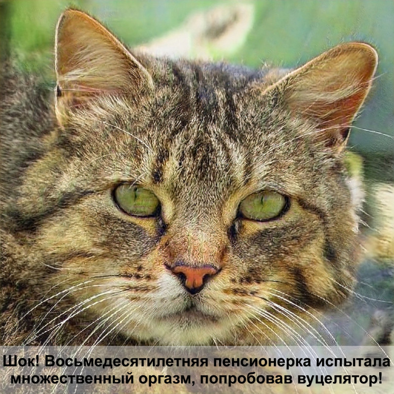 кошки шотландцы окрасы