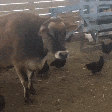 daily-gifdump-3412-07.gif