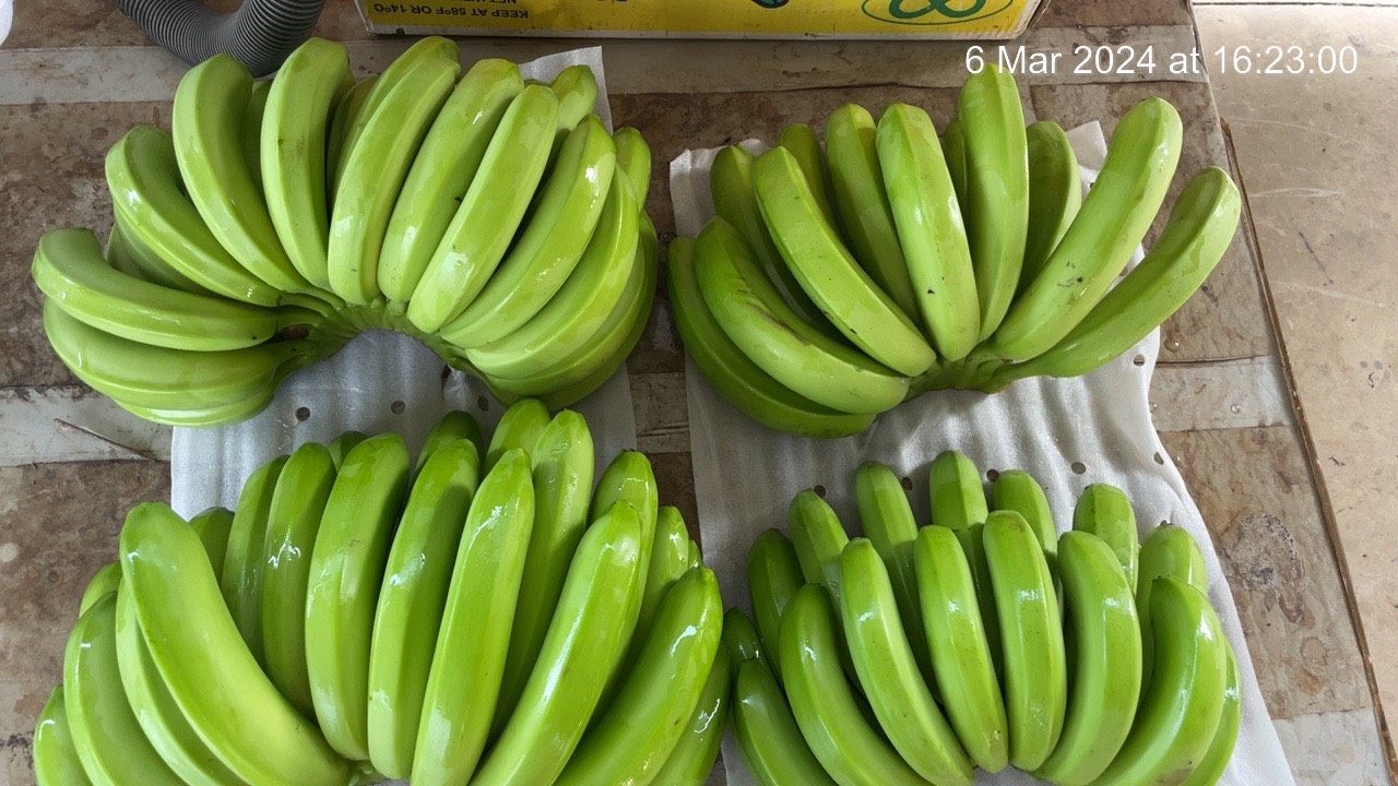 Fresh Cavendish Banana