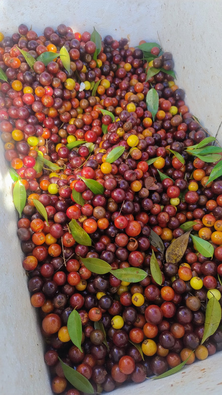 IMG 20251110 100049129 AE