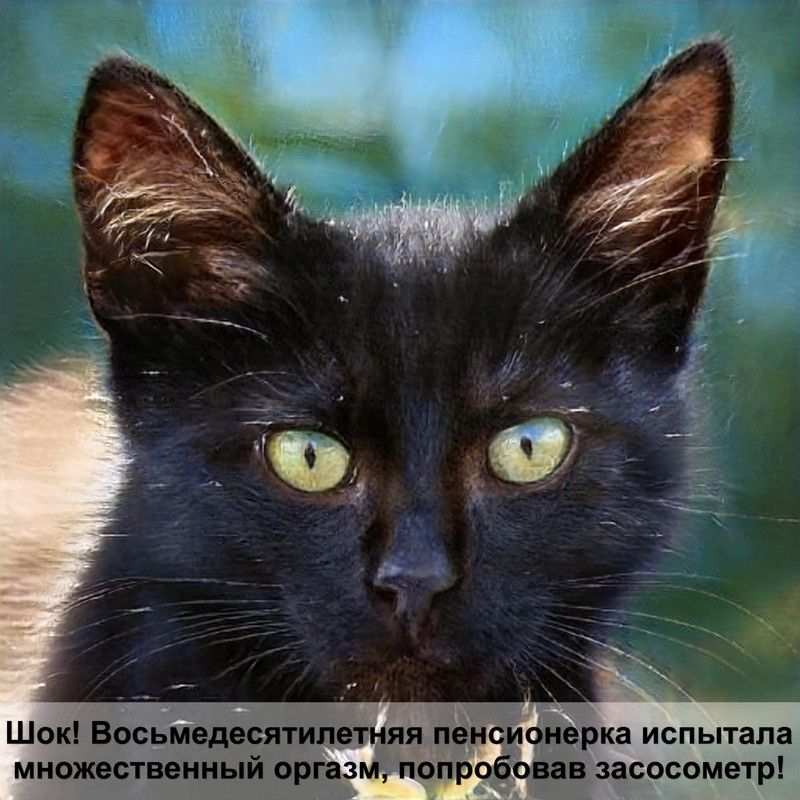 ашера кошка окрасы