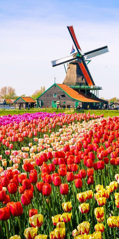 floraltulipsamsterdam.jpg