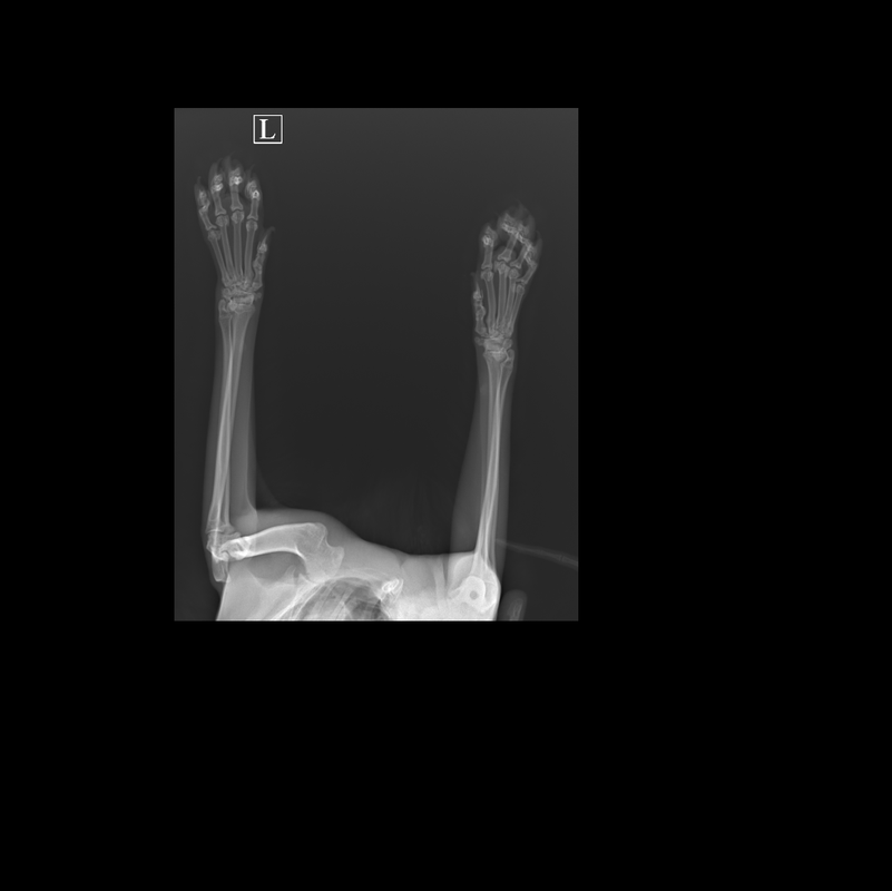 ГУЛЕНКОВА^_КОШКА_ВЕНЯ_Лапа задняя-Бок Л_204425 (1)