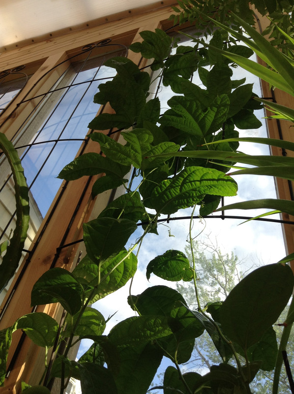Garden Uppdate III 102
