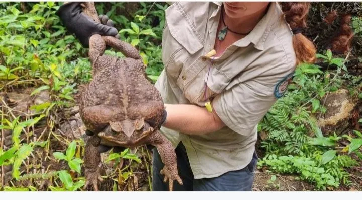 Esta es la historia de Toadzilla, un sapo gigante encontrado en Australia