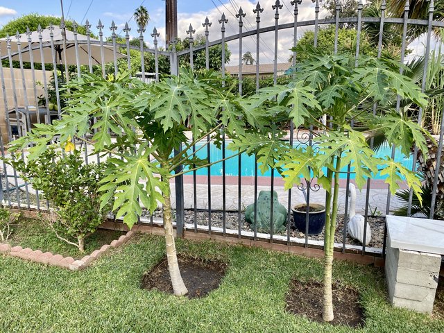 [Image: 45-D76-FBA-A5-F6-4526-A3-C7-1121-C334-CDD4.jpg]