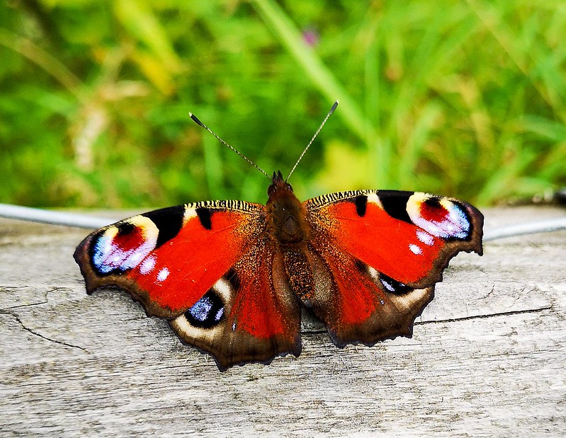 red-butterfly.jpg