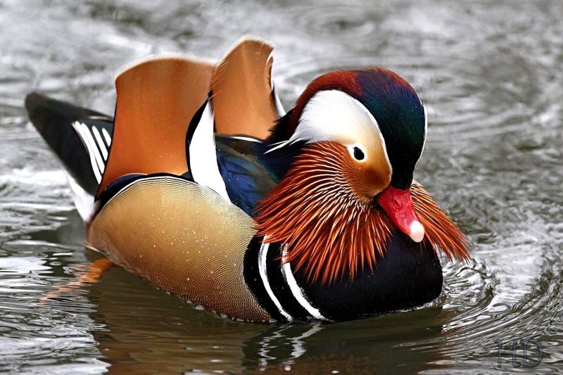 manderin-duck-HD-April.jpg