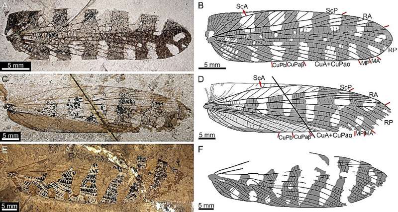 Inseto jurássico fossilizado em folha
