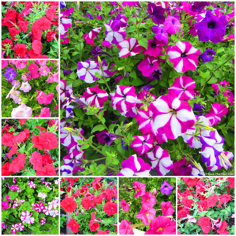 городские цветы0-2