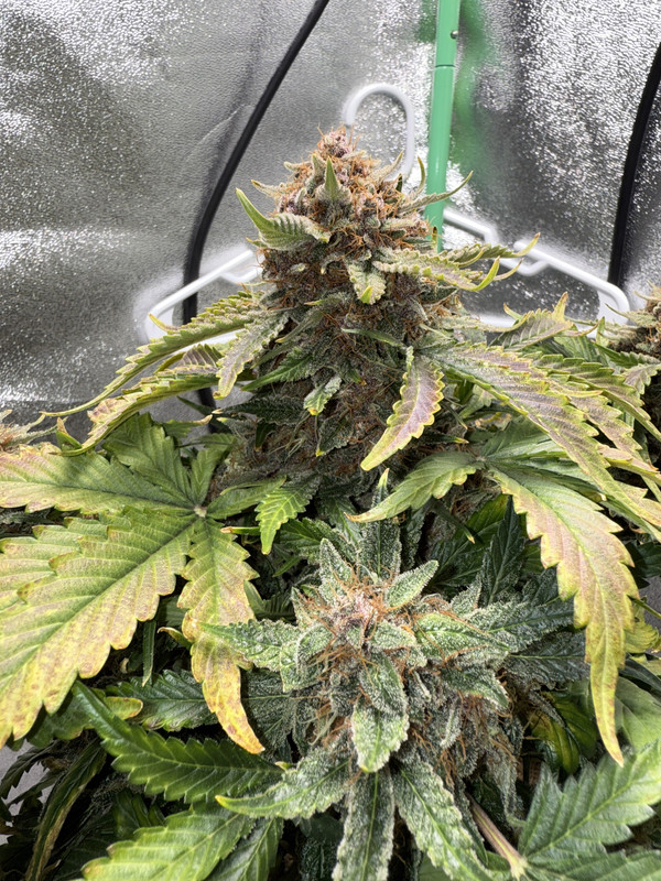 4158E0D2-2DCA-463D-8CA8-6AB0806AAA1F