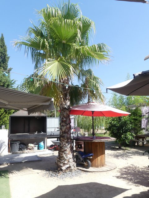 16 aout Marsillargues Carbu et Vachette (31)