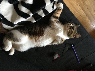 E9-E09-AB5-A204-4-C5-D-99-FB-531-A34-C27