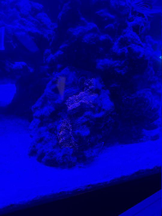 reef 7