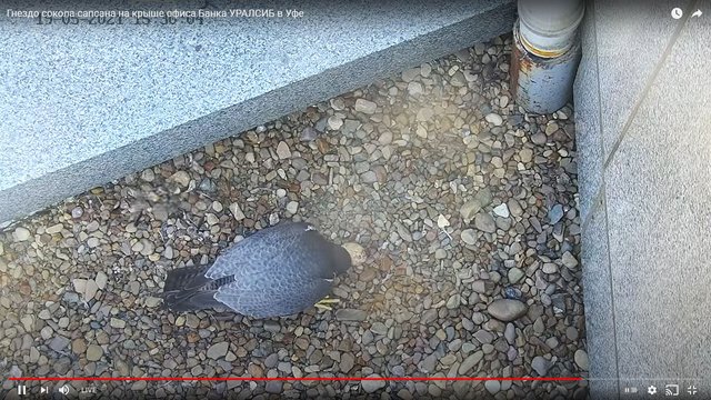 capture_19052021_143506