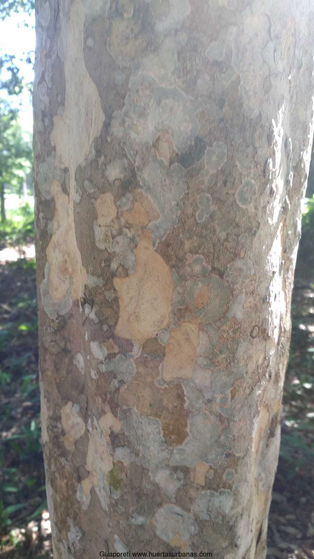 Huertasurbanas_com-guapo7.jpeg-20220103_145114Guaporeti