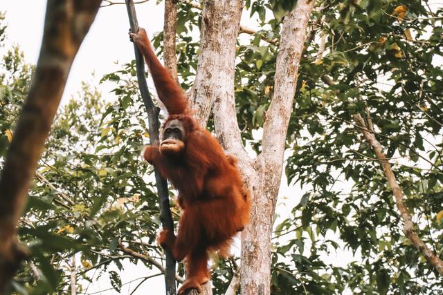 Singapur e Indonesia 2018 - Blogs de Indonesia - Borneo (P.N. Tanjung Puting) (12)
