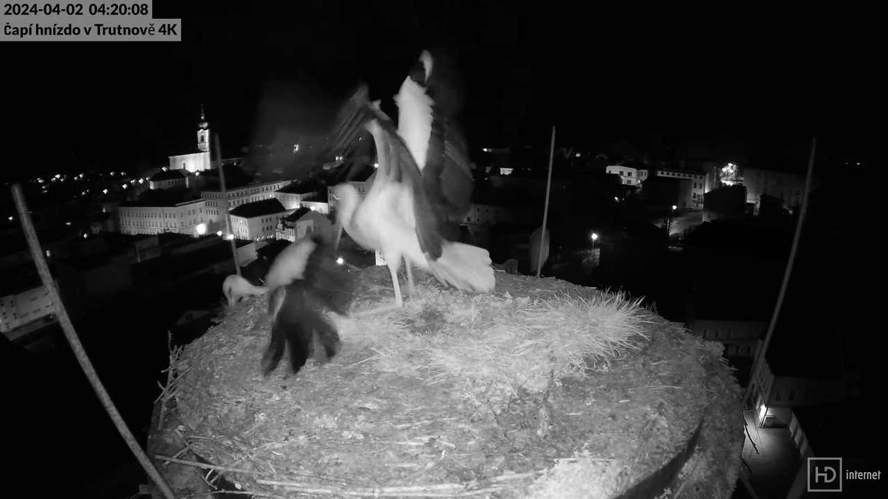 Tiešraidē no stārķa ligzdas uz alus darītavas skursteņa Trutnovā 9-8-16 screenshot