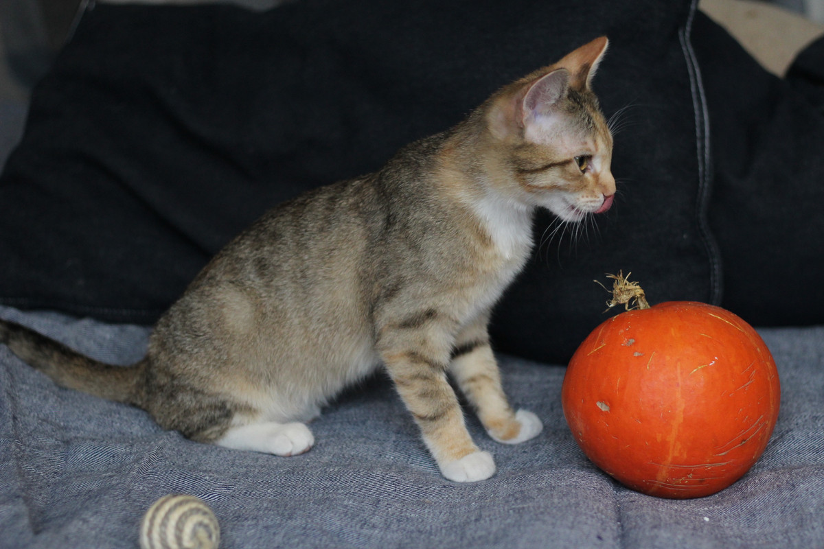 IMG_2352 — копия