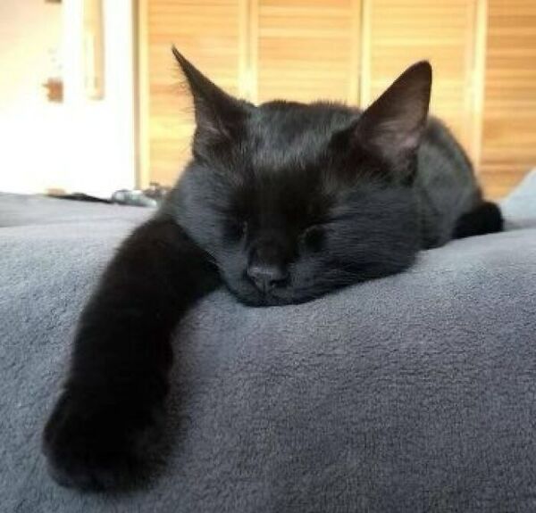 Blackcat-BPcat-pic.jpg