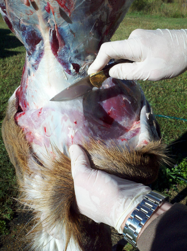 Skinning-doe-with-Buck-113-on-10-16-12.jpg