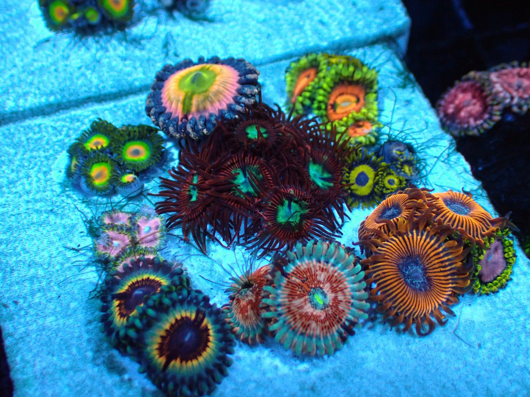 BROAQUA 布魯水族 珊瑚水族零售_照片_20240320_17