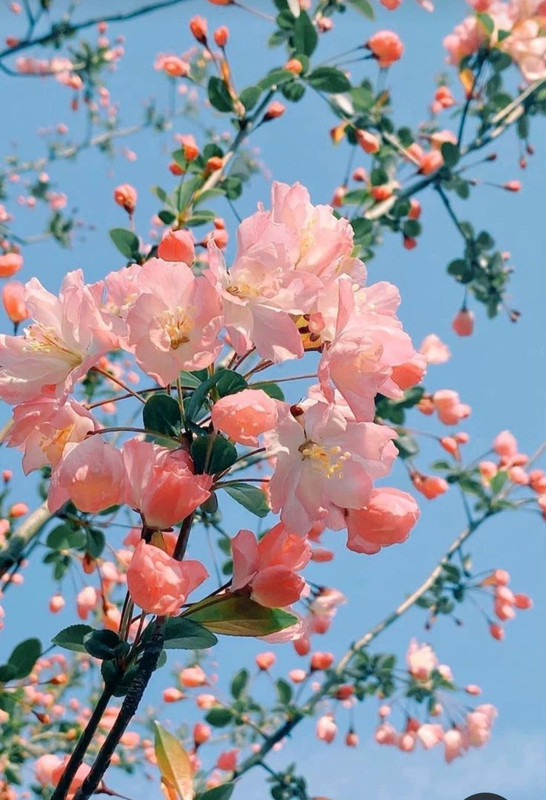 Screenshot_20240331_161922_Pinterest