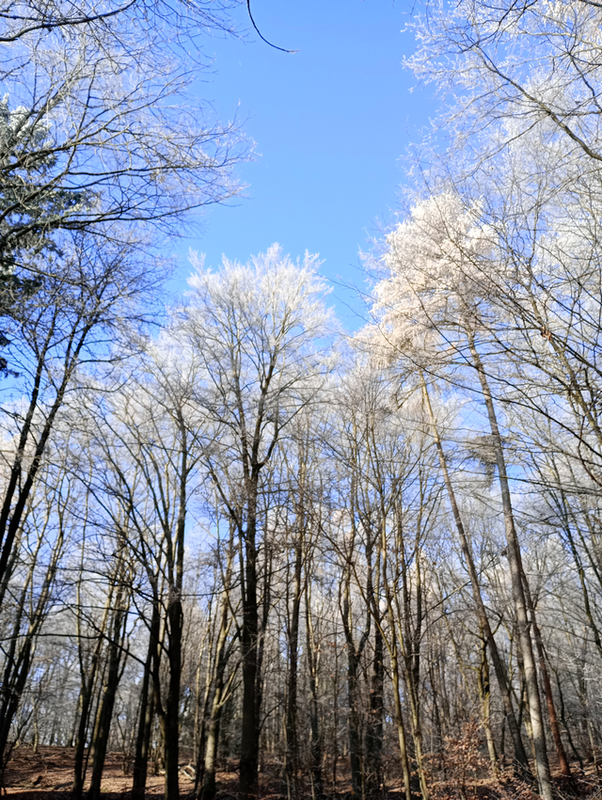 Mit Reif überzogene Baumspitzen, November 2025