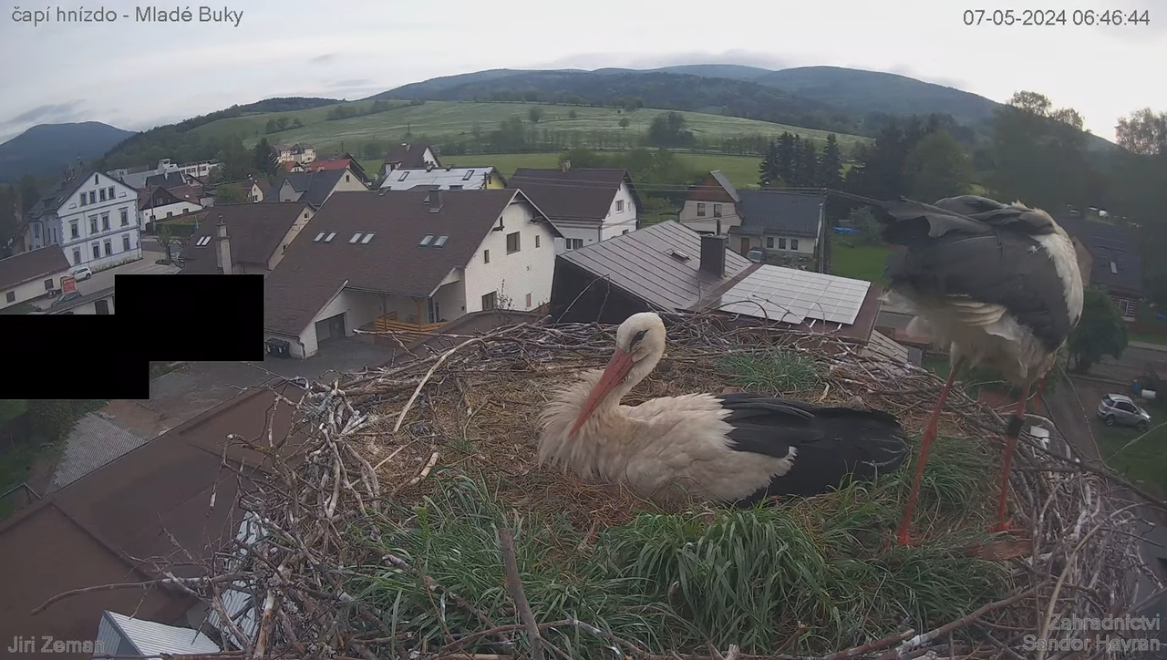 Tiešraides kamera — Mladé Buky — stārķa ligzda 7-15-44 screenshot