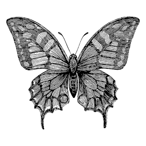 butterfly1.png