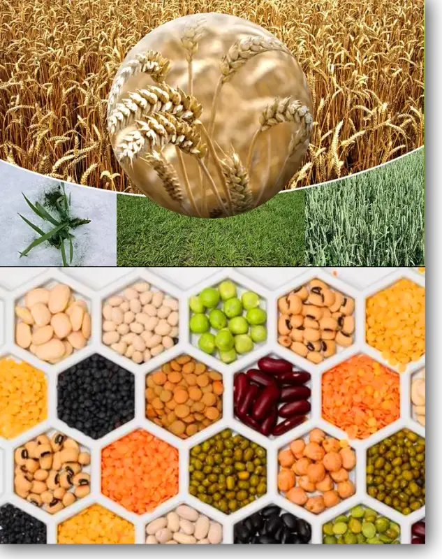 Sanjeevani Agrofoods Organic pulses (https://www.barsanamagic.com/)
