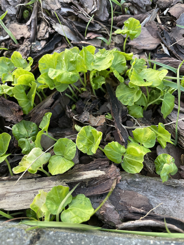 IMG_DB847678-5FF1-4D81-B9E5-B2957D83D279