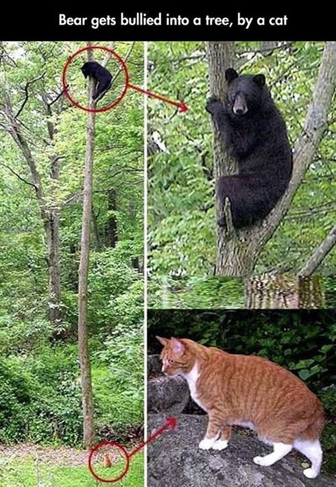 711f752f4fd0ba7e307b121e30b8aadc