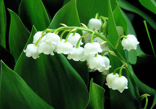 lily-of-the-valley-c-l-2020-11-11-202827.jpg