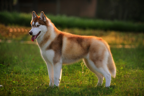 Lykos Red Underline