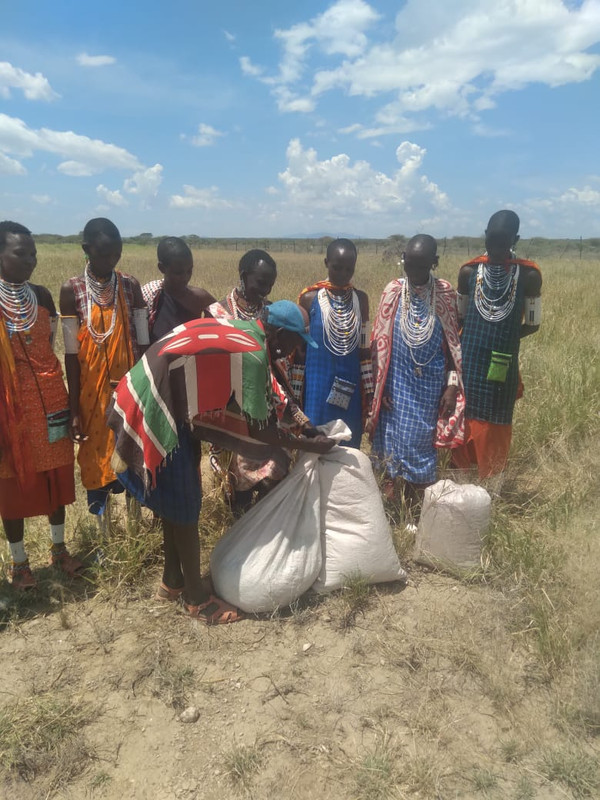 Harvesting Grass seeds 4
