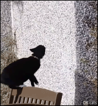 Amazing-Cat-GIF-Black-spider-cat-climbing-vertical-wall-like-a-boss-because-cat-claws.gif