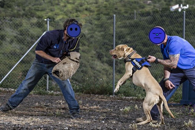 Rodders-training-HD.jpg