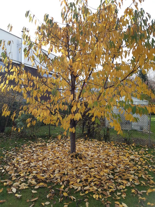 20201102-124645.jpg