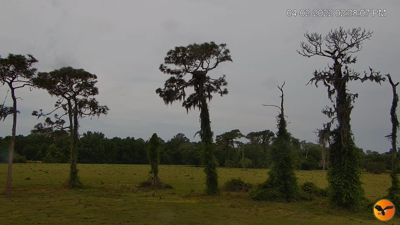 EC Cow Cam 2-36-15 screenshot (1)