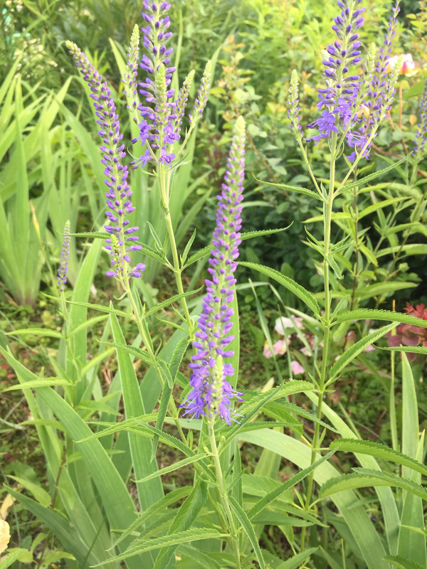 F4BFBFAE-C3FC-403A-B2B7-DE5F473F53F2