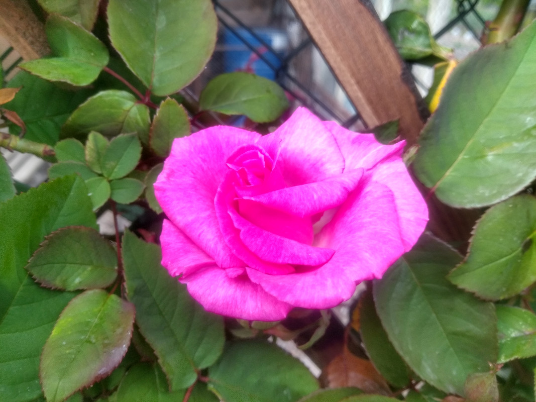 IMG_20190424_172048894_HDR