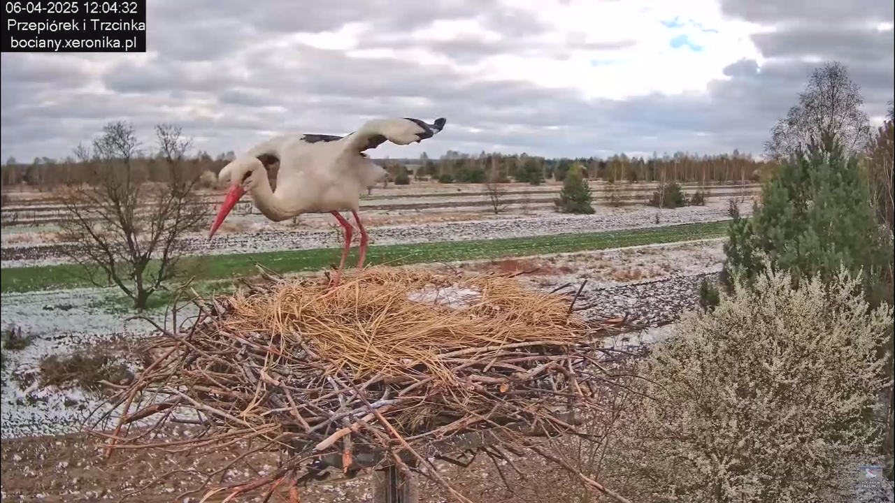 06042025minutazbocianem_21