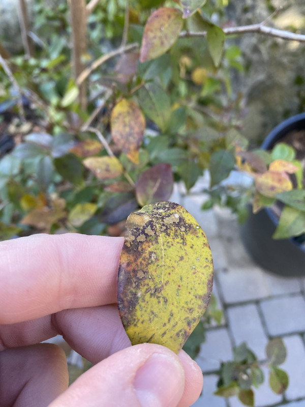 A360F6C3-8CBC-45A6-A1E2-63CDCFD01288