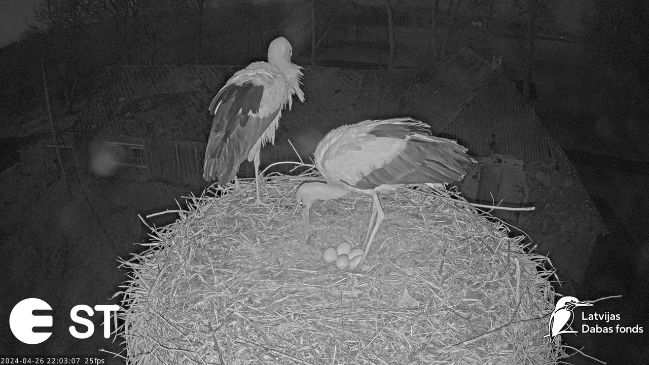 Baltie stārķi (Ciconia ciconia) Tukuma novadā - LDF tiešraide __ White storks in Tukums, Latvia 12-4