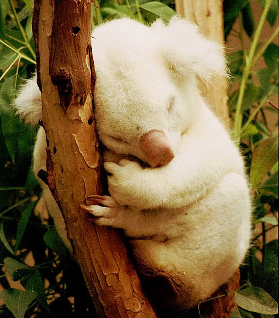 https://i.postimg.cc/sgVbS60L/albino-koala.jpg